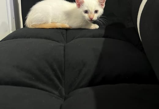 Purebred 8 Week Old Male Flame Point Siamese Kitten