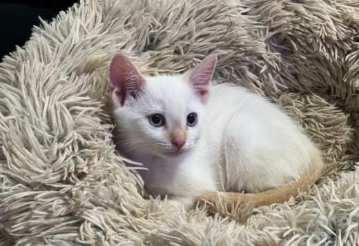 Purebred 8 Week Old Male Flame Point Siamese Kitten