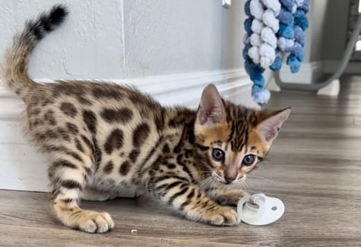 Bengal Kittens