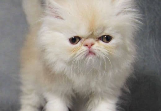 I have 12 weeks old Persian kittens,