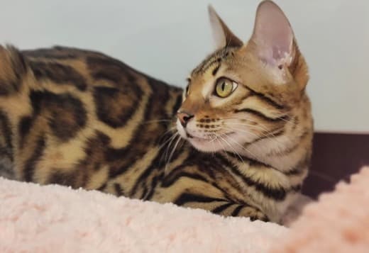 Bengal babies from Jungle Kitten