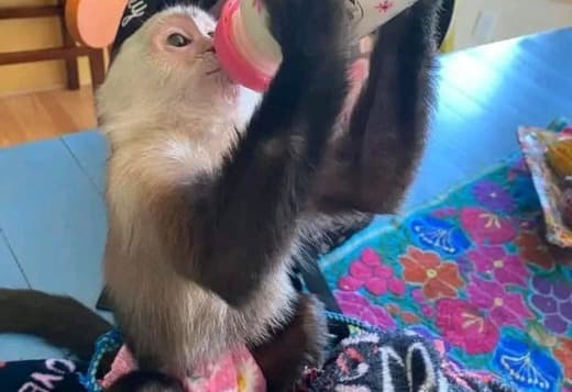 Capuchin Monkeys for Sale