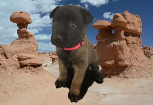 Purebred Belgian Malinois Puppies