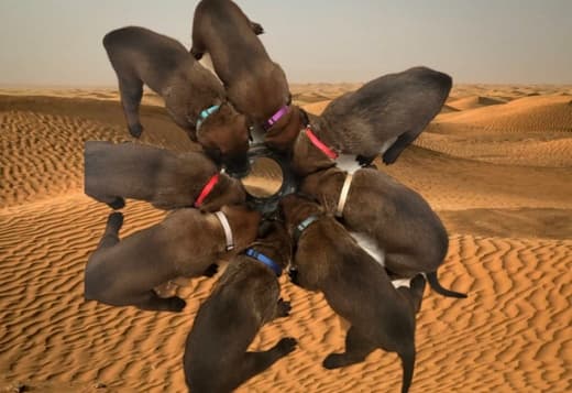 Purebred Belgian Malinois Puppies