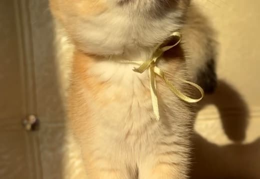 British Shorthair ny12(11) female