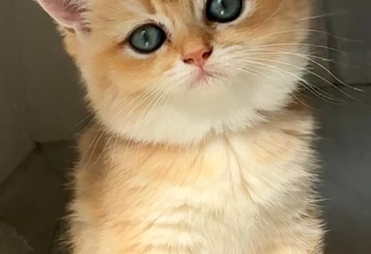 British Shorthair ny12 Female