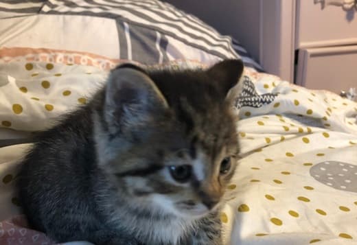 Kittens ready for their new homes!