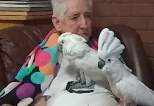 Sibling Umbrella Cockatoo's male/female