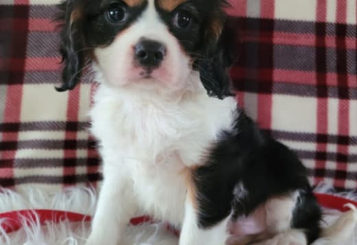Adorable Male & Female Cavalier King Charles Spaniel Puppies
