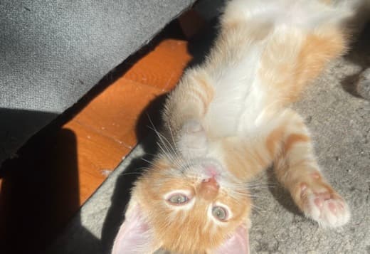 Mixed orange ragdoll kitten
