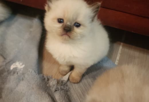 Ragdoll/persian