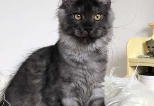 Beautiful Main coon kitten