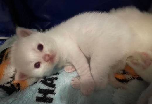 Ragdoll kittens ready in January 2024