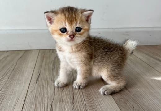 Scottish male kitten