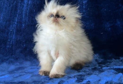 Himalayan Persian Kittens