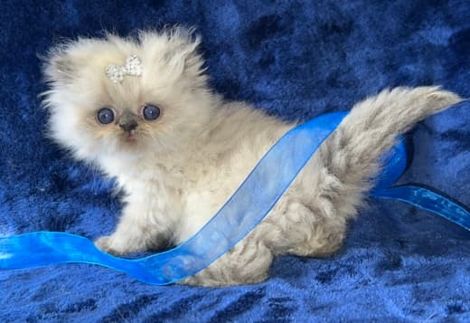 Himalayan Persian Kittens