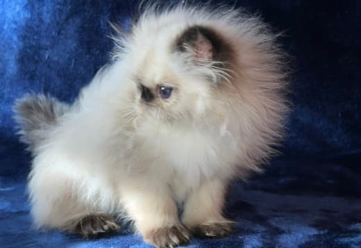 Persian Himalayan Kitten