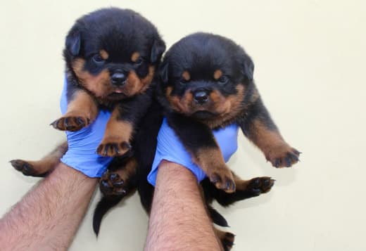 World Class AKC European Rottweiler Puppies