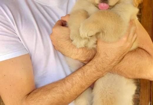 Awesome golden retriever puppy