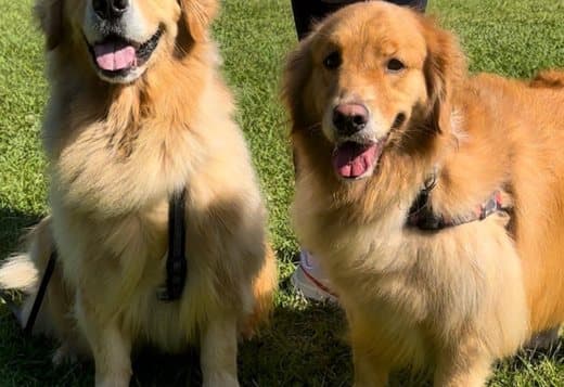 Awesome golden retriever puppy
