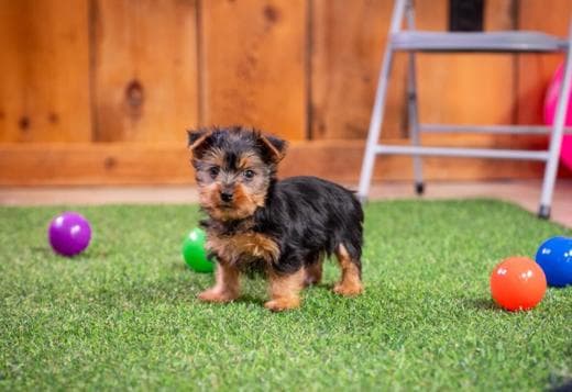 X-MASS Yorkshire Terrier puppy READY NOW