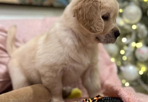 XMASS GIFTS AKC Reg Golden Retriever Pups read now