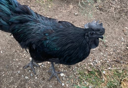 Ayam Cemani Roosters for Sale