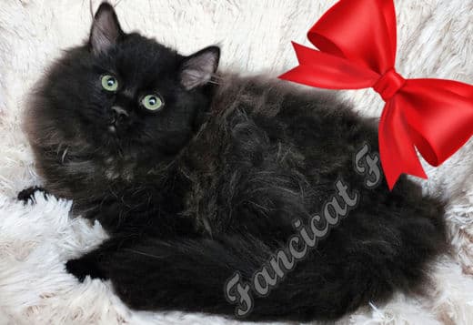 TICA Registered Pure-Bred Fluffy Black Solid Ragdoll Kittens