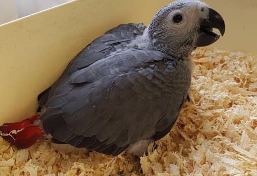 African grey parrots