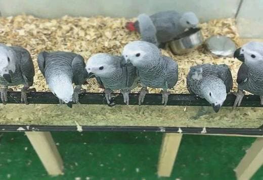 African grey parrots
