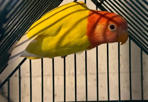 Lovebirds