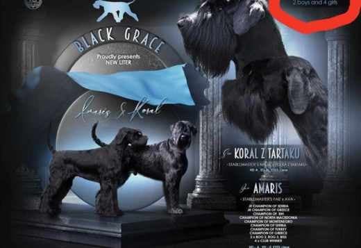 Giant schnauzer