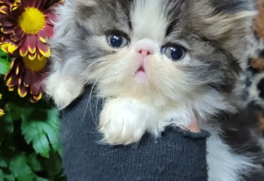 CFA Persian Kittens Available