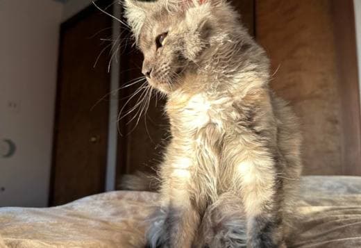 Pedigree WCF,TICA  cattery Maine coon