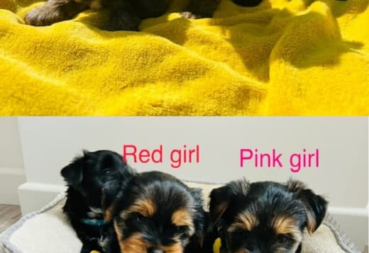 Yorkshire Terrier Puppies
