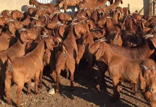 Healthy dairy and meat goats for sale