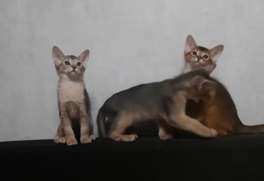 Abyssinian boys and girls