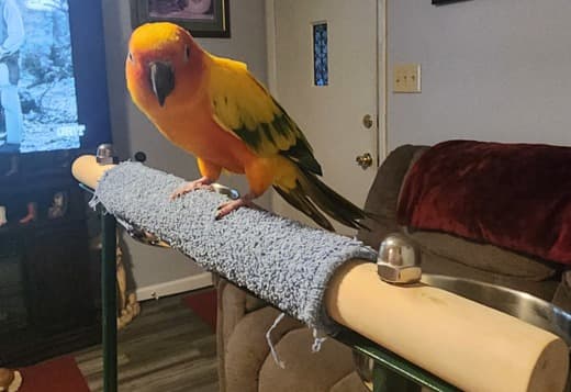 Sun conure