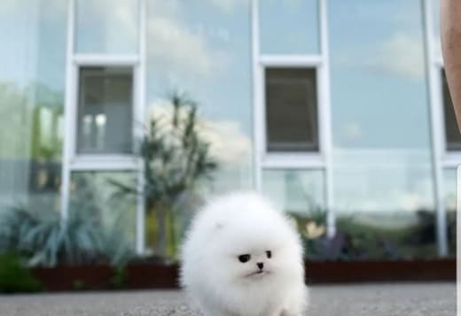 male puppy rolly