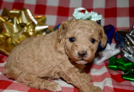 Az Toy Poodle Female