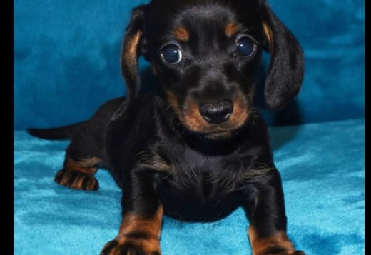 Charming Male & Female Dachshund Puppies For Christmas