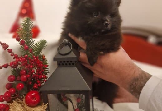 POMERANIAN BABIES LOOKING FOR MUMMY AND DADDY