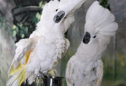 UMBRELLA COCKATOO PARROTS READY FOR NEW HOMES