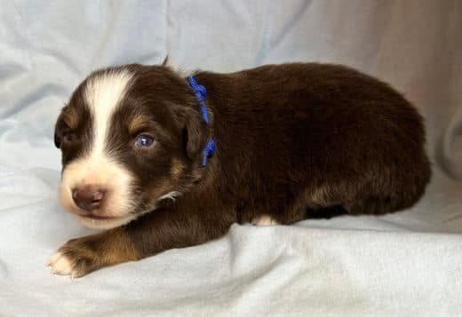 Australian Shepherd Puppies in Colorado