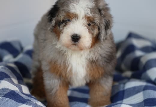 Mini Bernedoodle
