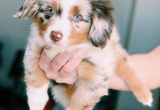 Australian Shepherd Puppies