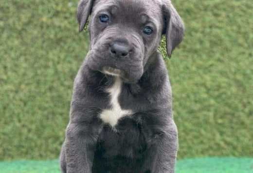 Healthy AKC Reg. Cane Corso Italiano Puppies