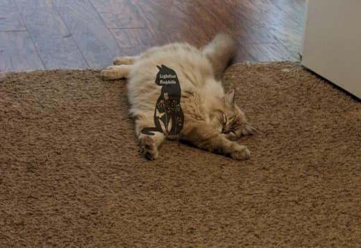 Ragdoll kittens
