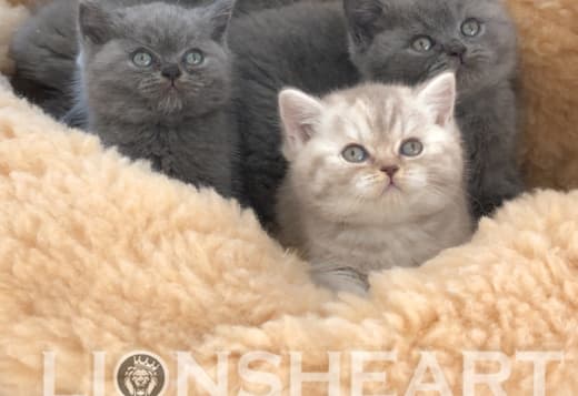 British Shorthair Availabe kittens