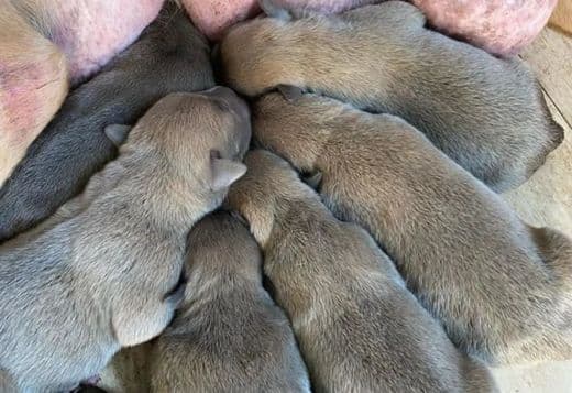 Cane Corso Puppies For Sale